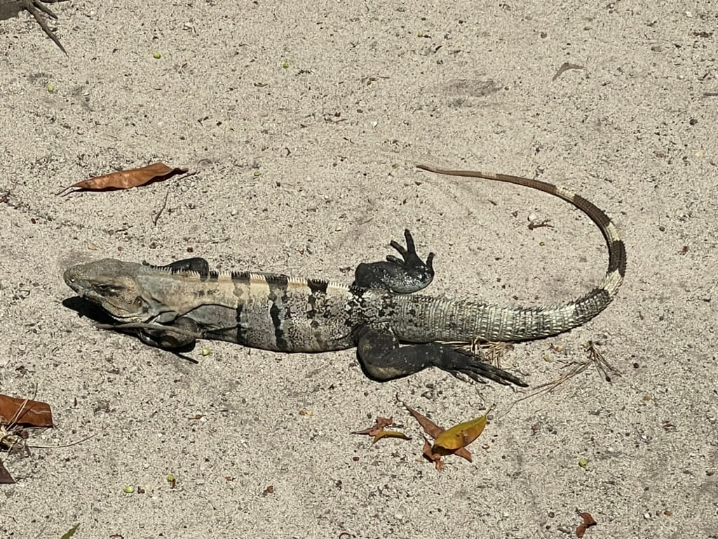 A tan iguana with black/brown markings, hanging out in the sun on some sandy soil